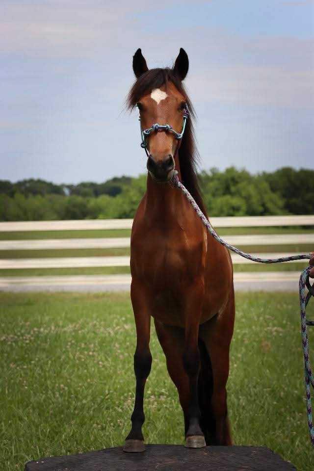 Enlarge Mokey -, a Adoptable Paso Fino in Huntington, WV image 5/6
