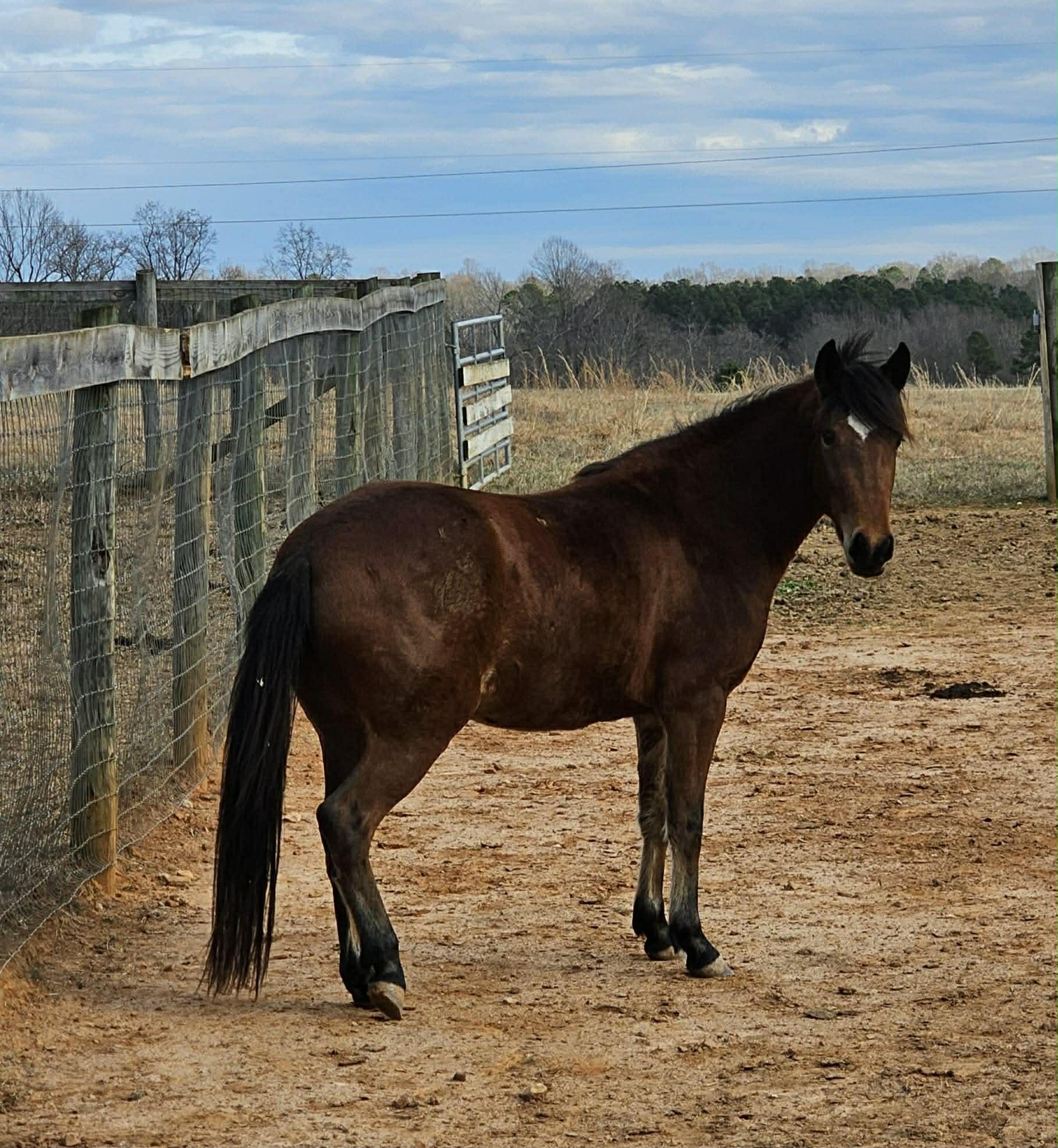 Enlarge Mokey -, a Adoptable Paso Fino in Huntington, WV image 3/6