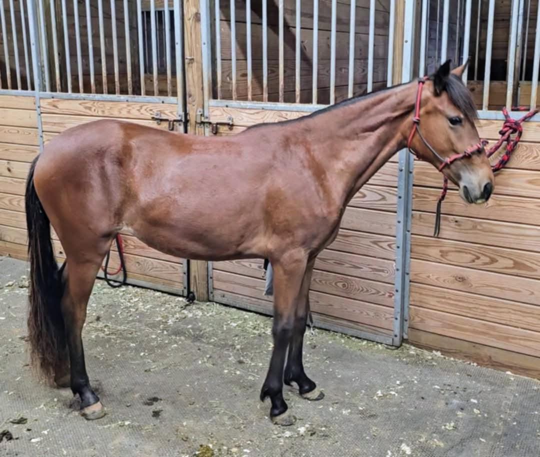 Enlarge Mokey -, a Adoptable Paso Fino in Huntington, WV image 4/6