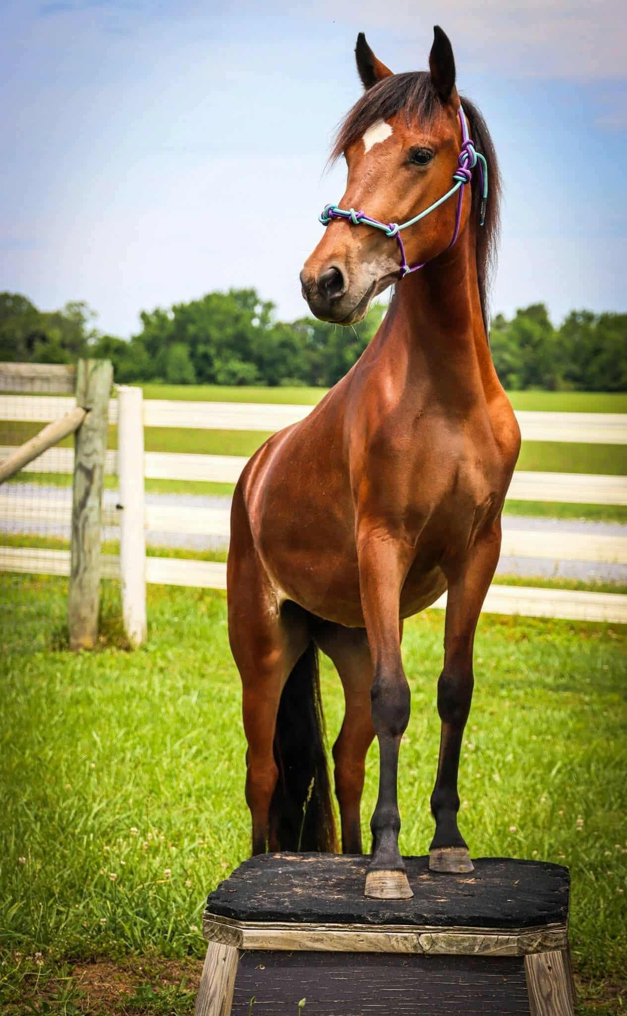 Enlarge Mokey -, a Adoptable Paso Fino in Huntington, WV image 2/6