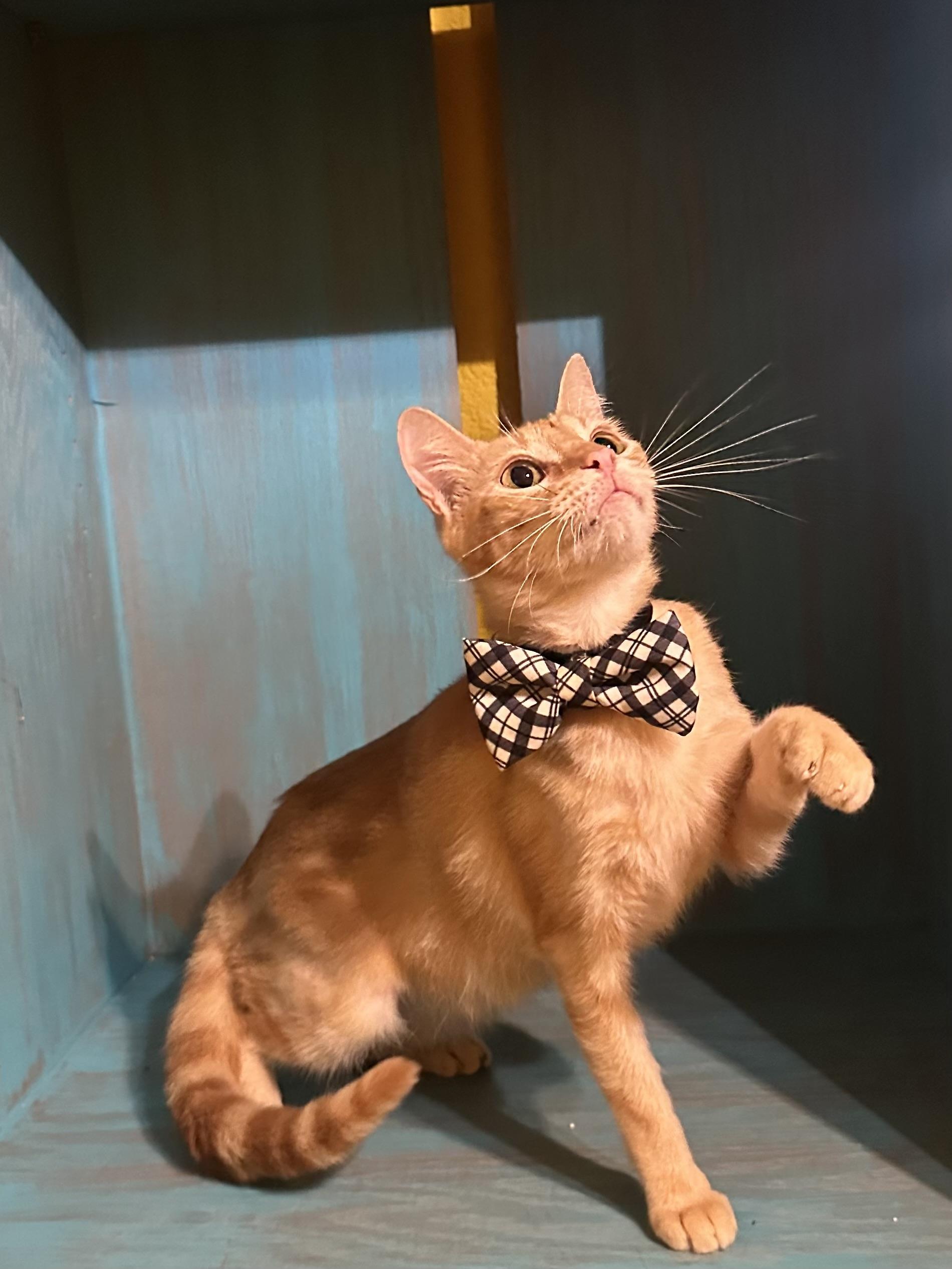 Enlarge Lukas, a Adoptable Tabby in Dickinson, TX image 6/6