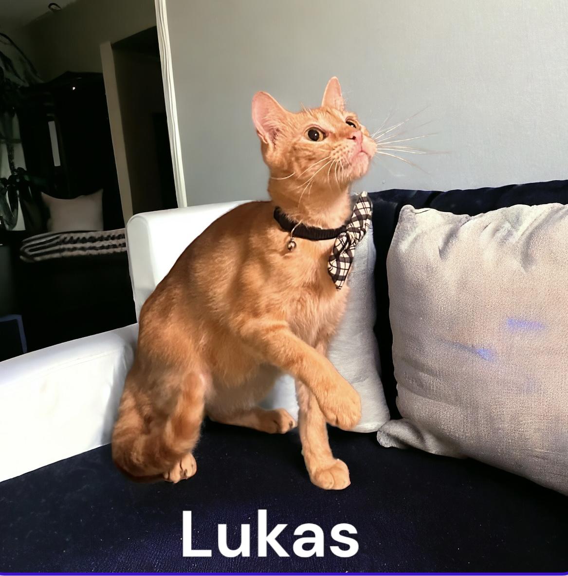 Enlarge Lukas, a Adoptable Tabby in Dickinson, TX image 3/6