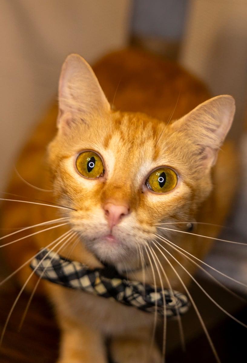 Enlarge Lukas, a Adoptable Tabby in Dickinson, TX image 4/6
