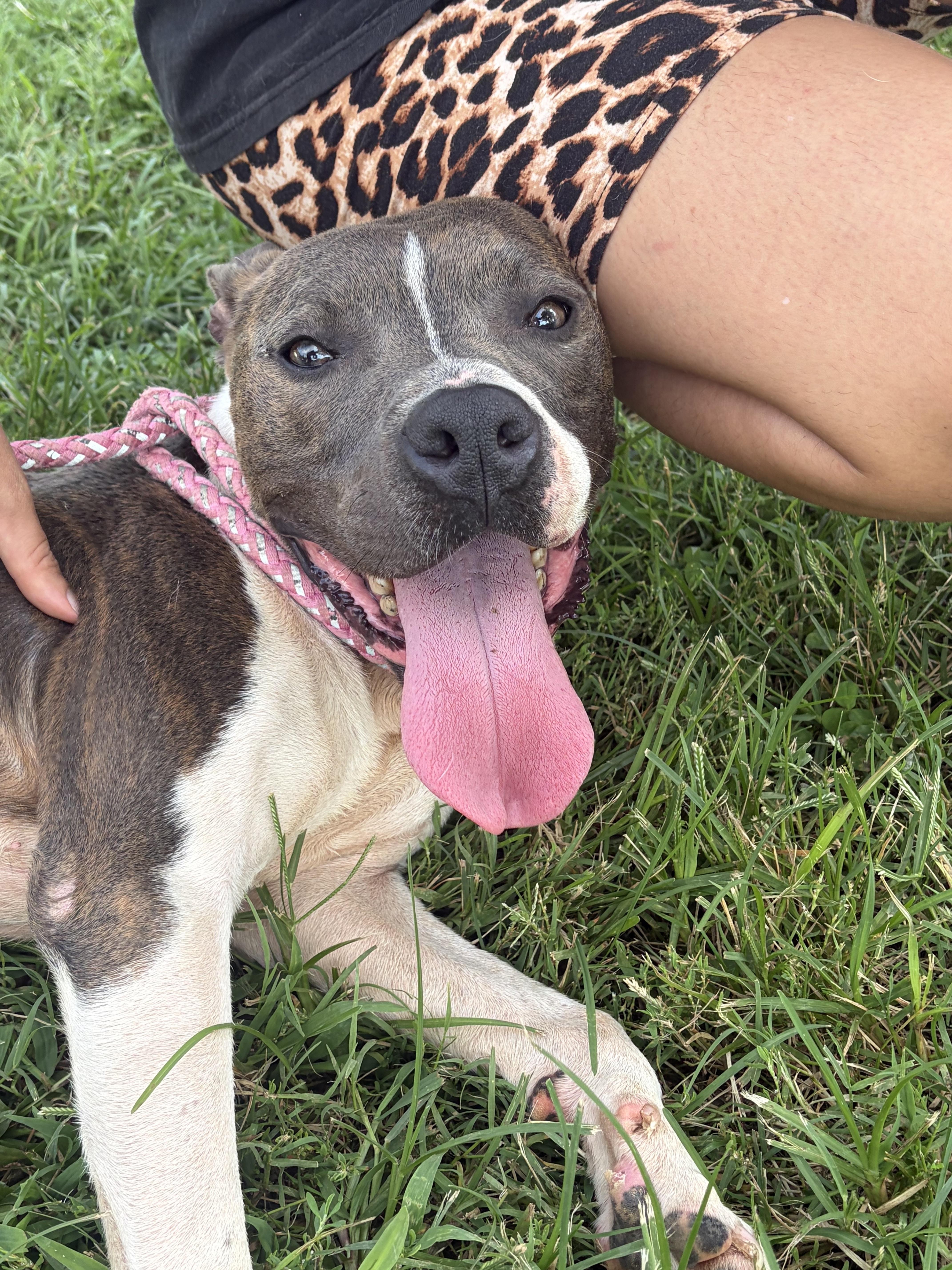 Ralph, Adoptable, Adult Male Pit Bull Terrier.