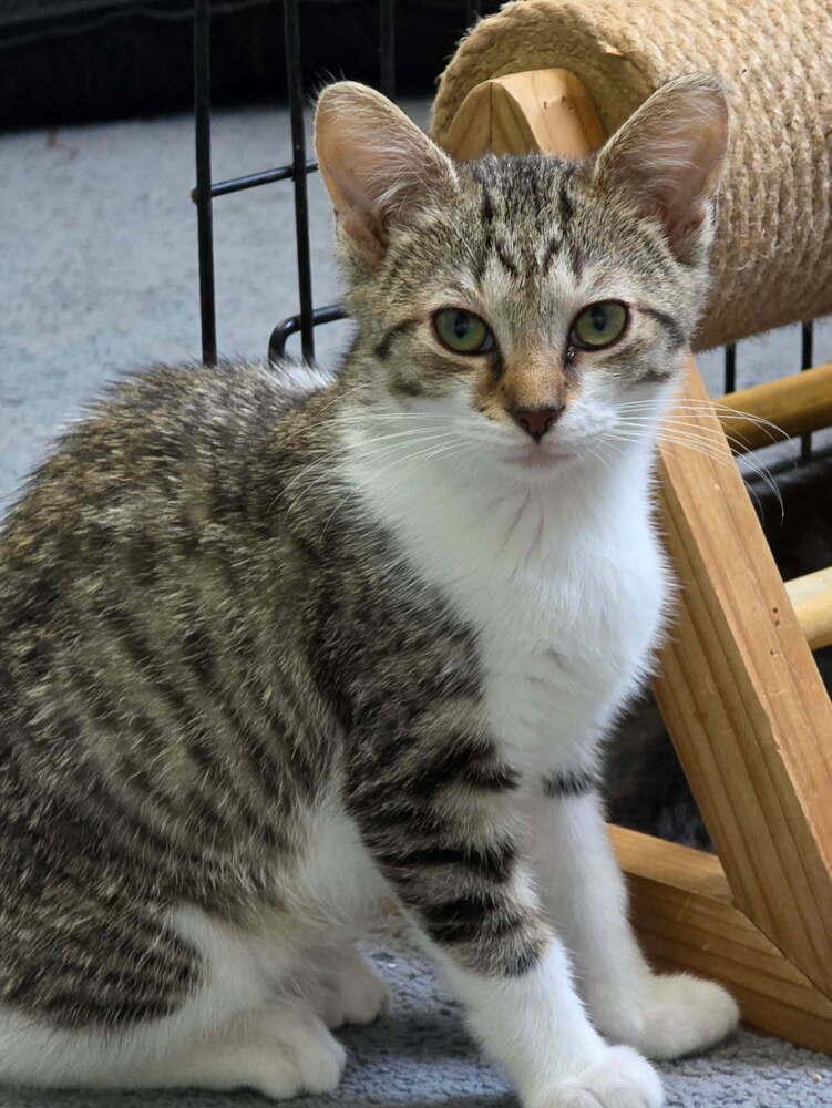 Boston Rob, a Adoptable Domestic Short Hair in Dayton, OH image 3/3
