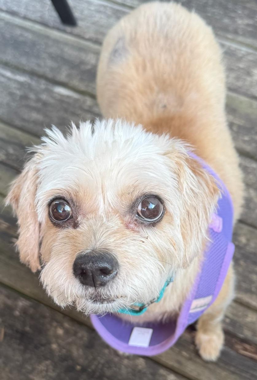 Enlarge Rosie - Super Senior, a Adopted mixed breed in Menomonee Falls, WI image 3/3