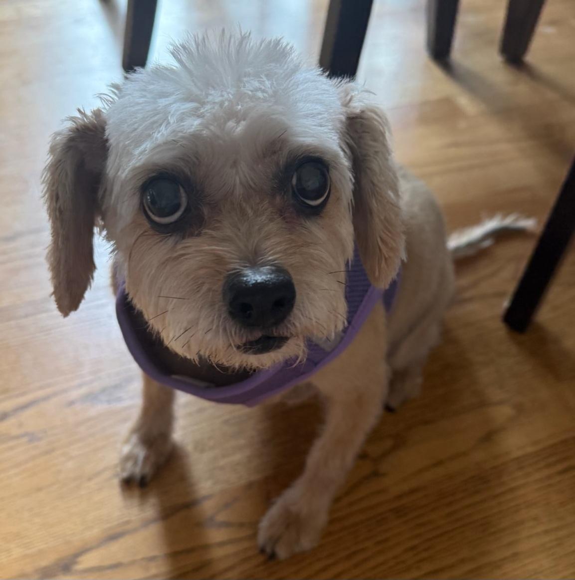 Enlarge Rosie - Super Senior, a Adopted mixed breed in Menomonee Falls, WI image 1/3
