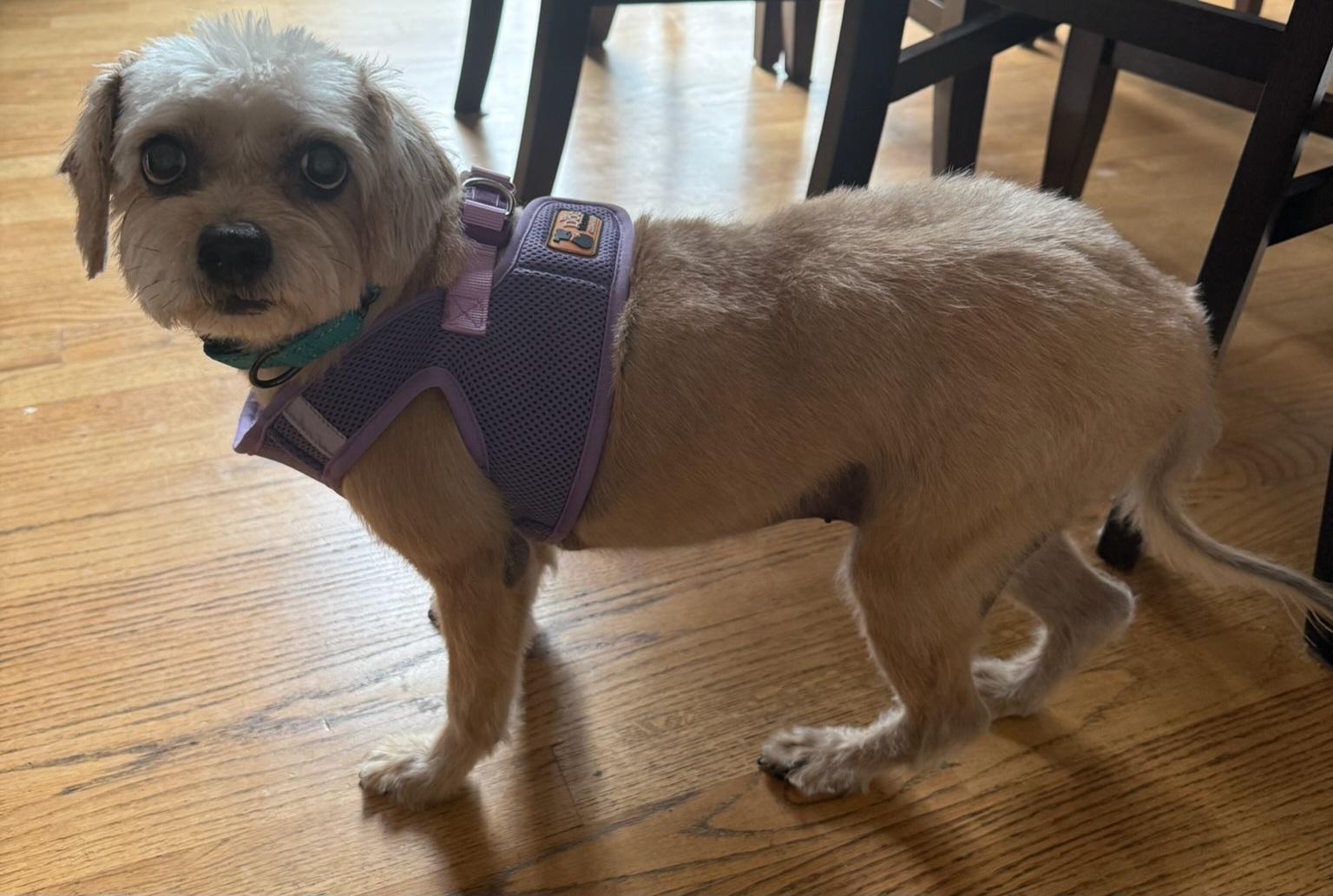 Enlarge Rosie - Super Senior, a Adopted mixed breed in Menomonee Falls, WI image 2/3