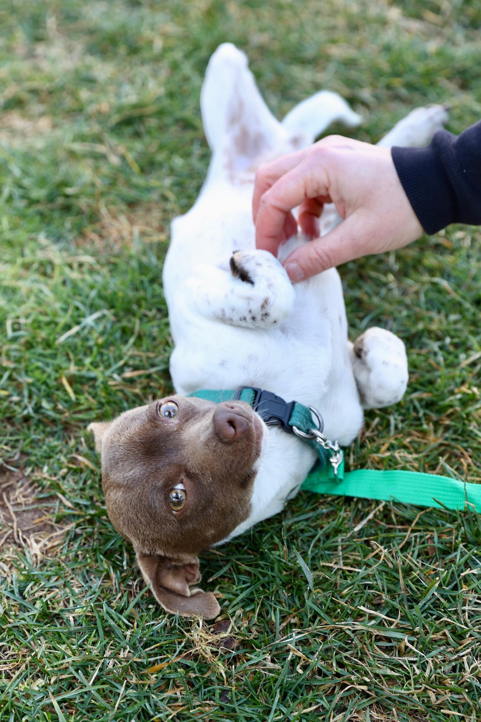 Enlarge Rocco, a Adoptable mixed breed in Lovettsville, VA image 3/6
