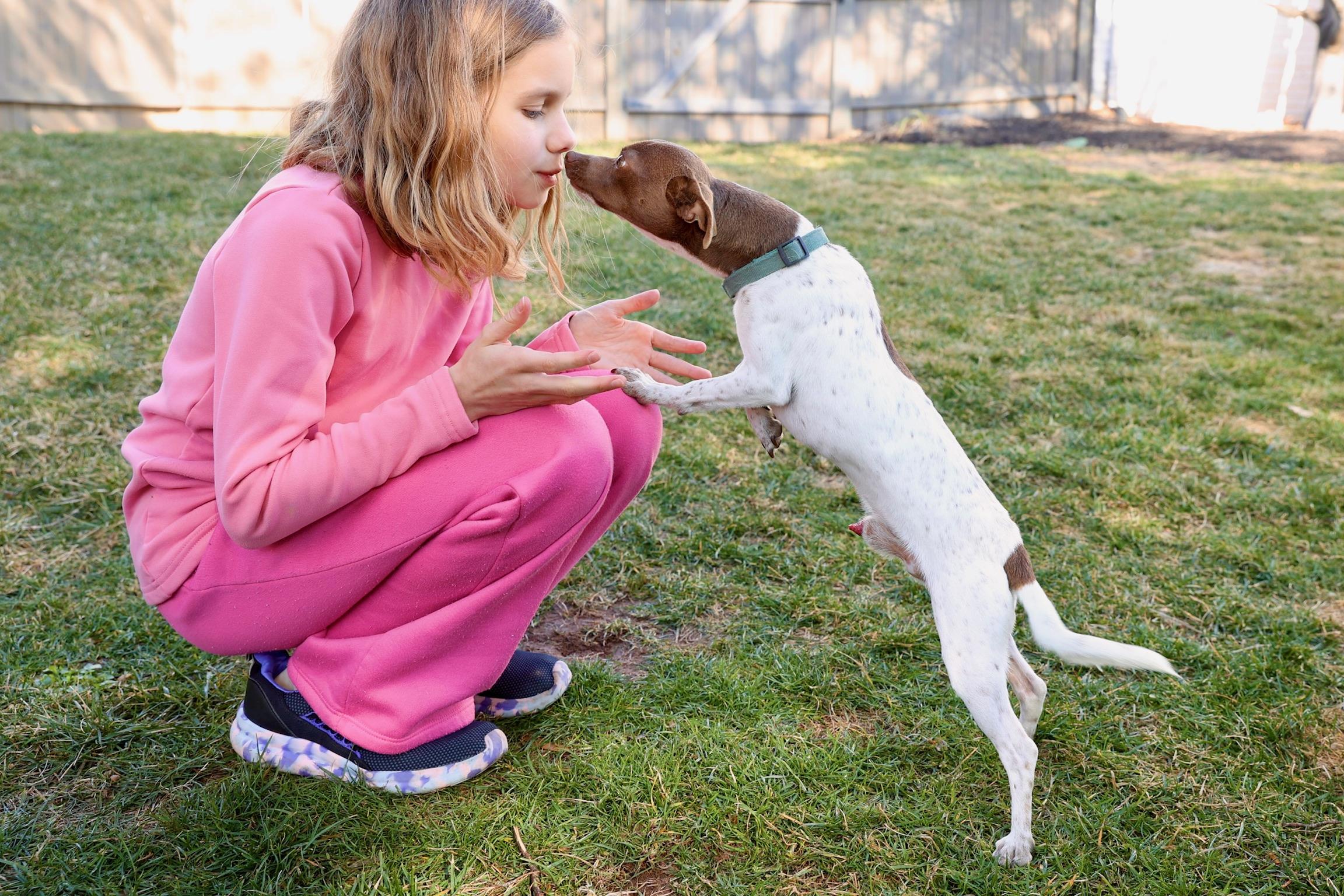 Enlarge Rocco, a Adoptable mixed breed in Lovettsville, VA image 5/6