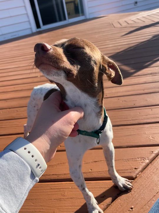 Enlarge Rocco, a Adoptable mixed breed in Lovettsville, VA video 6/6