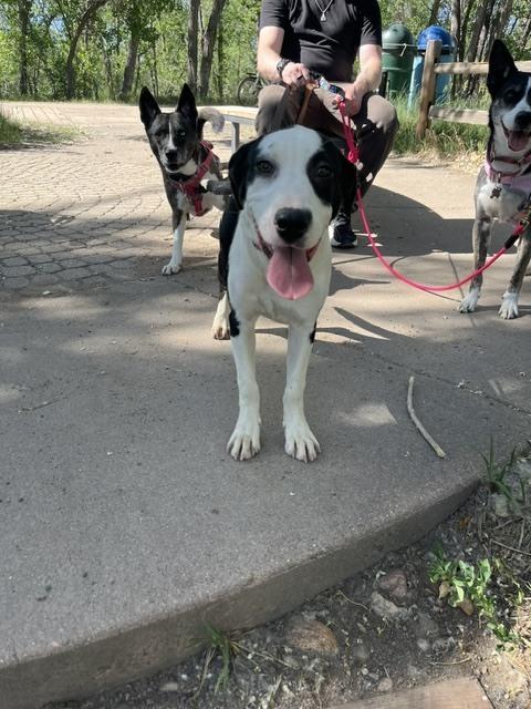 Loraine, Adoptable, Puppy Female Labrador Retriever.