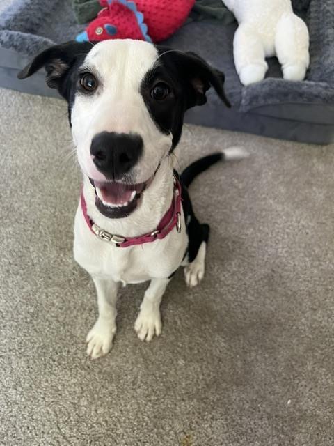 Loraine, a Adoptable mixed breed in Sedalia, CO image 2/6