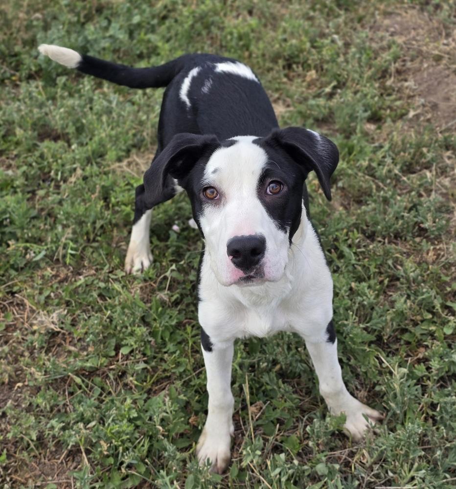Loraine, a Adoptable mixed breed in Sedalia, CO image 4/6