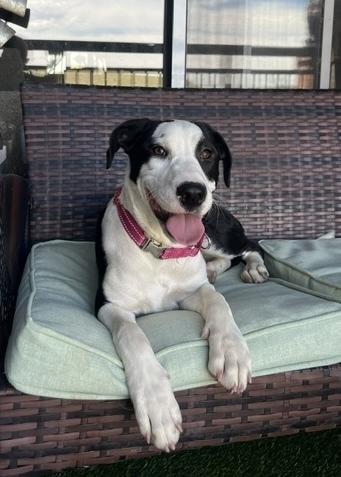 Loraine, a Adoptable mixed breed in Sedalia, CO image 5/6