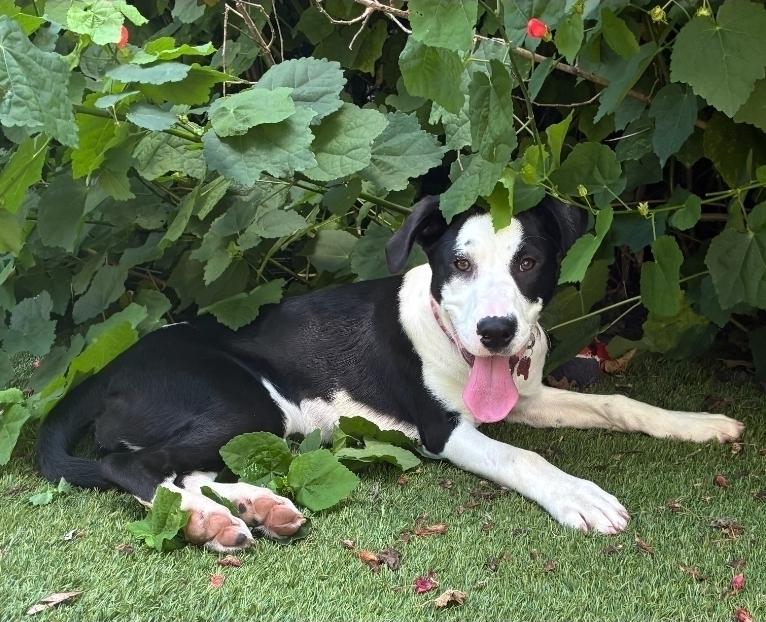 Loraine, a Adoptable mixed breed in Sedalia, CO image 6/6