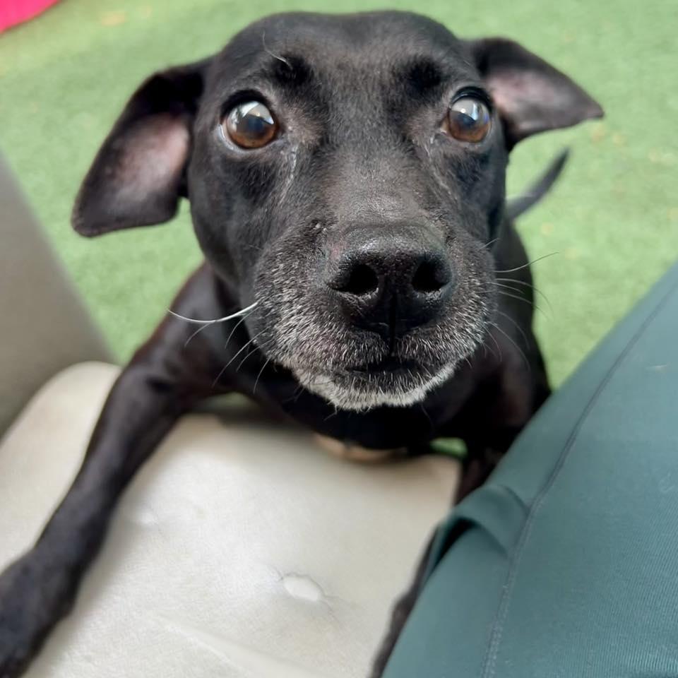 Lil Blu, a Adoptable mixed breed in Whitehall, PA image 4/4