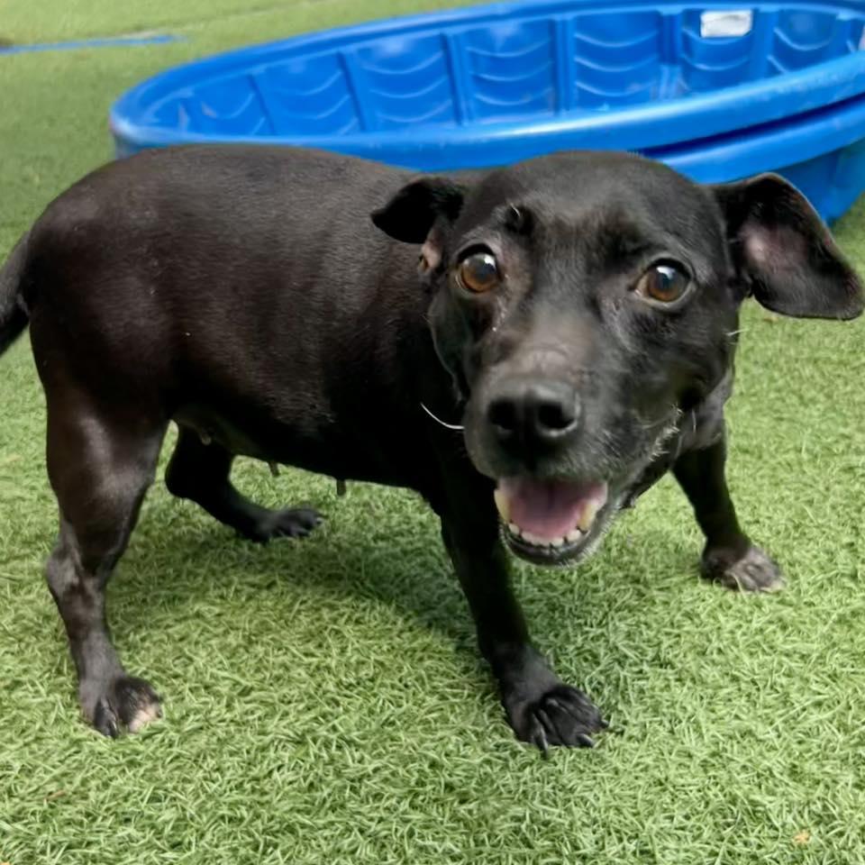 Lil Blu, Adoptable, Adult Female Patterdale Terrier / Fell Terrier.