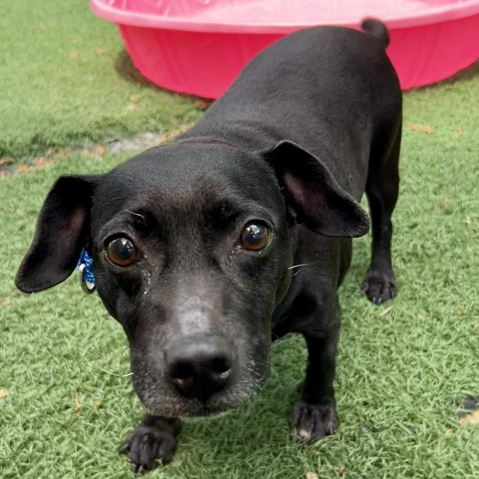 Lil Blu, a Adoptable mixed breed in Whitehall, PA image 3/4