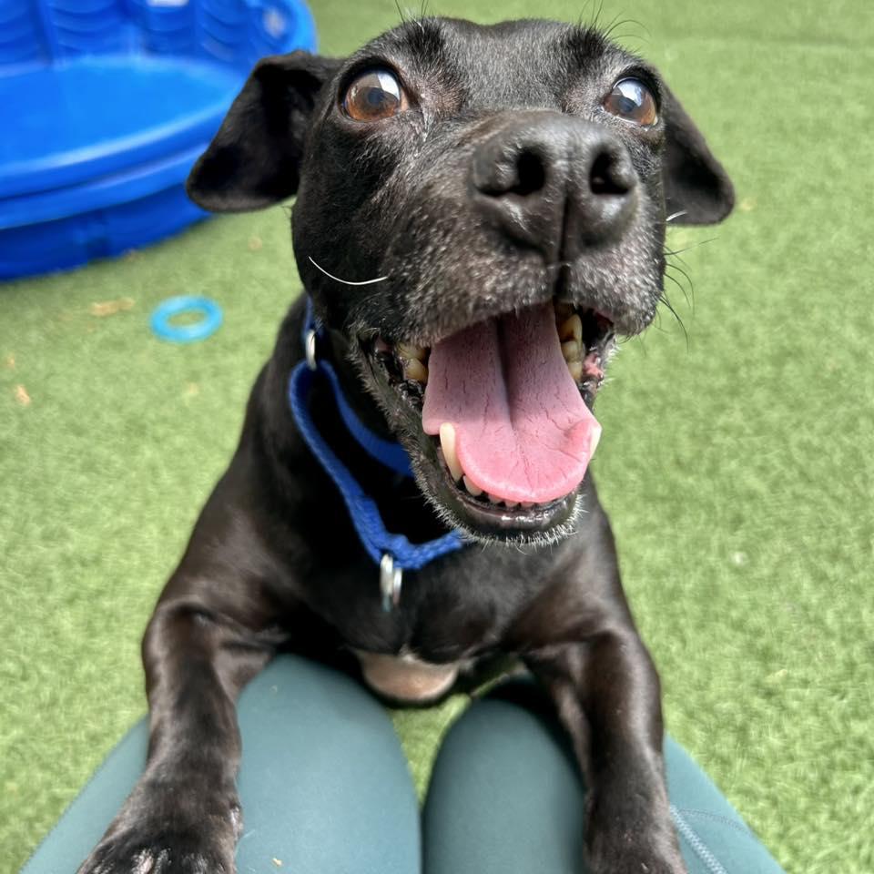 Lil Blu, a Adoptable mixed breed in Whitehall, PA image 2/4