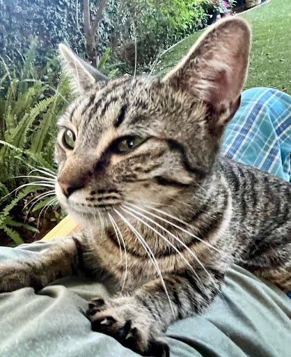 Cuddles, ADOPTABLE, Young Female Domestic Short Hair.