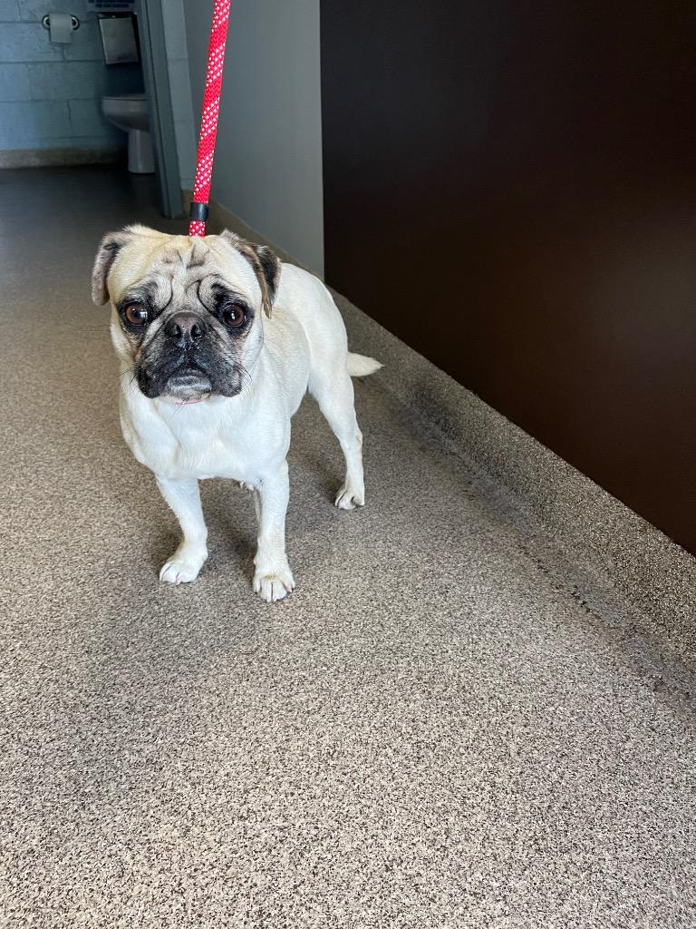 Pie, Adoptable, Adult Female Pug.