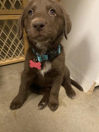 Pinball, an adopted mixed breed in Buena Vista, CO image 2/2