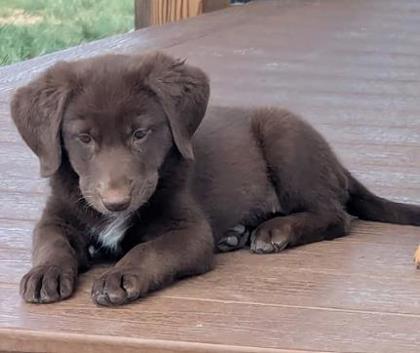 Pinball, adopted, Puppy Female Labrador Retriever.