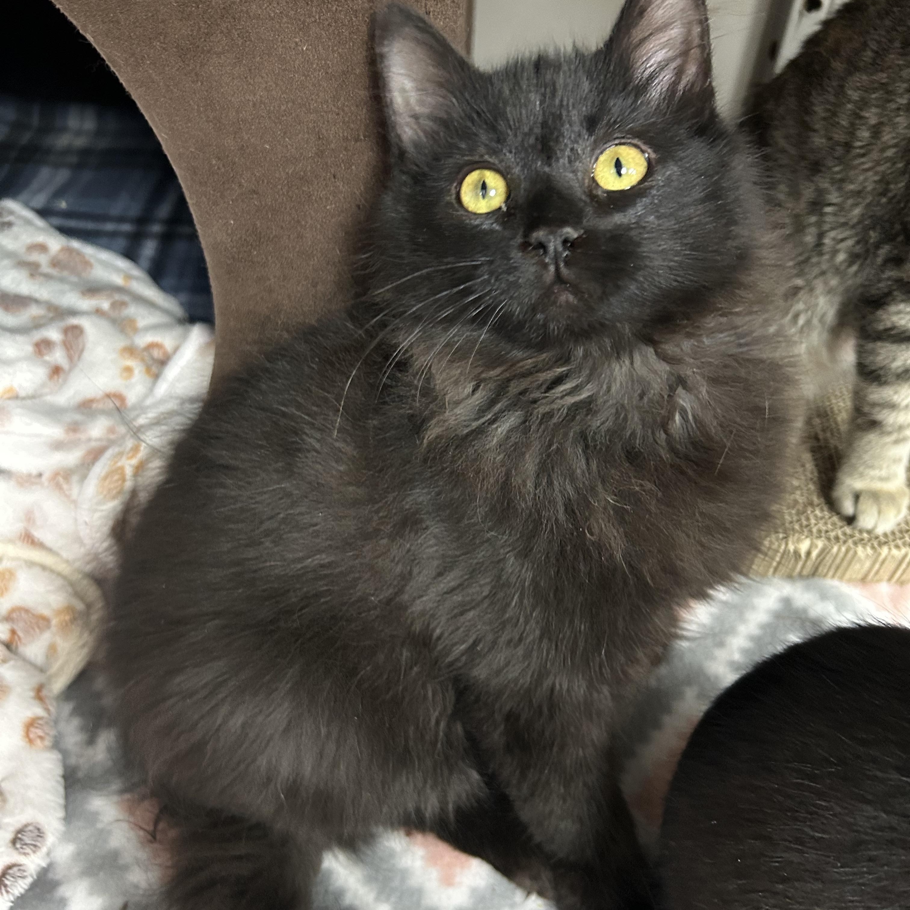 Fuzz, ADOPTABLE, Young Male Domestic Long Hair.