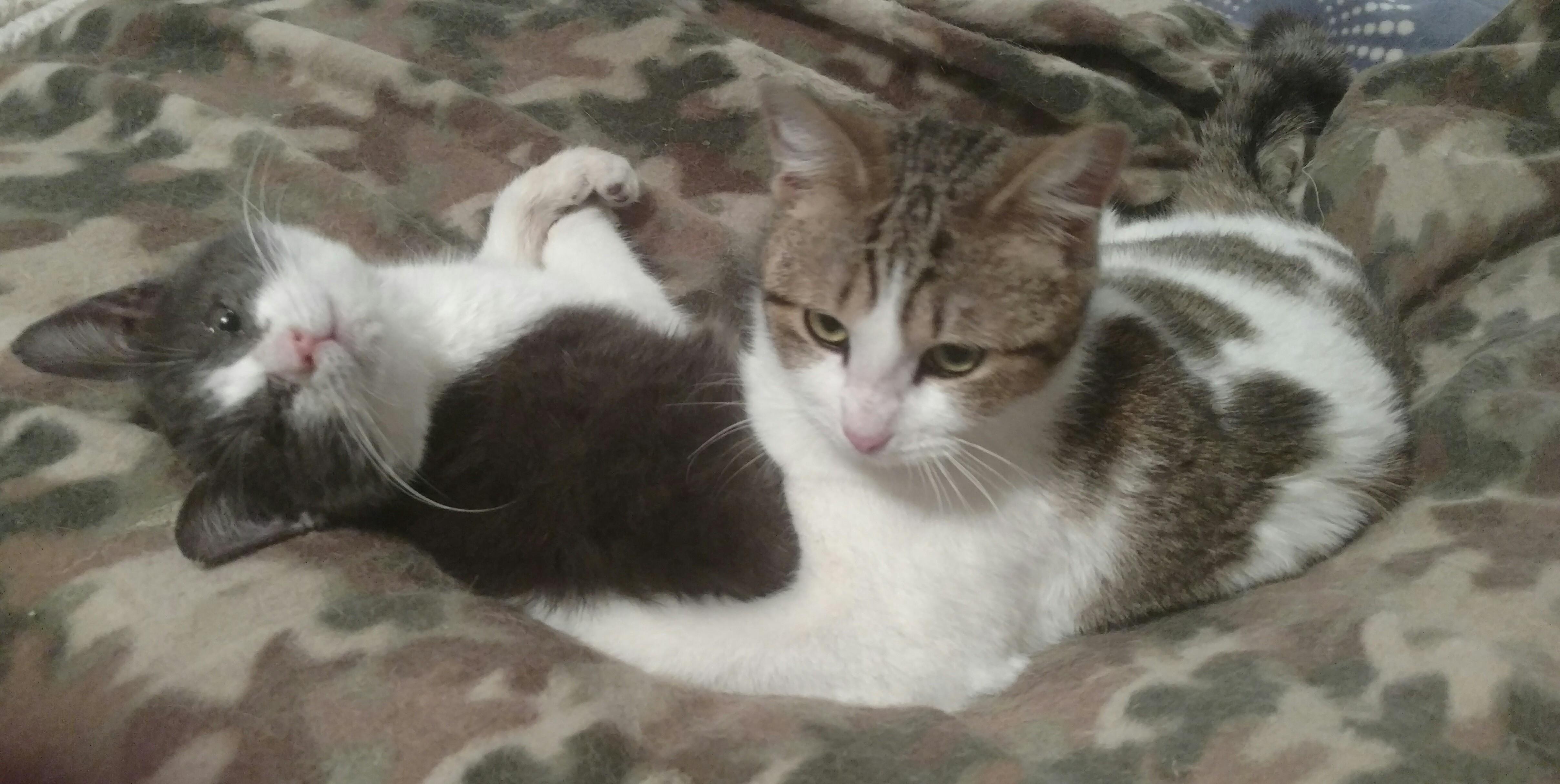 Enlarge Cammie, a Adoptable Domestic Short Hair in Clarksville, IN image 1/3