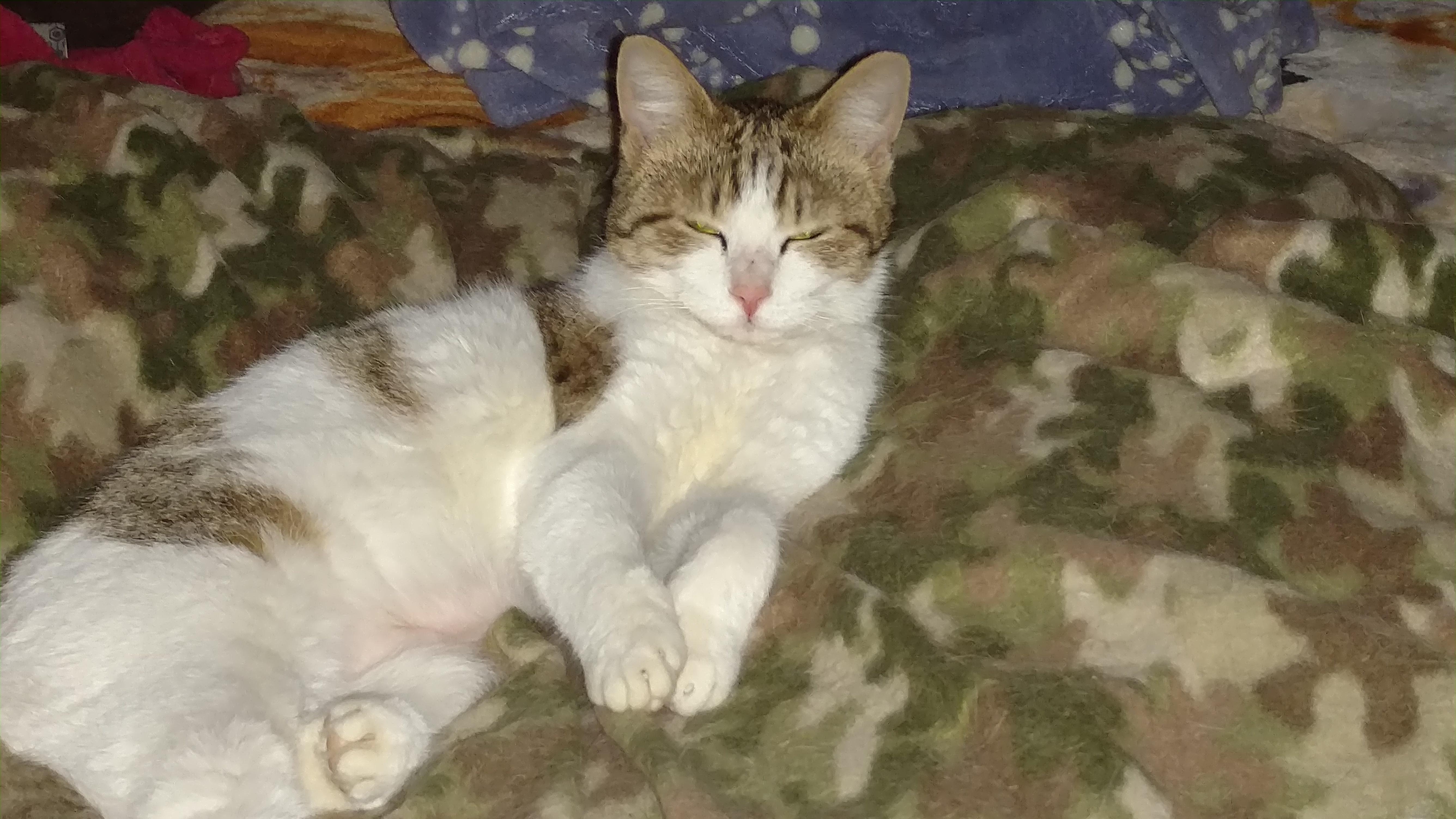 Enlarge Cammie, a Adoptable Domestic Short Hair in Clarksville, IN image 2/3