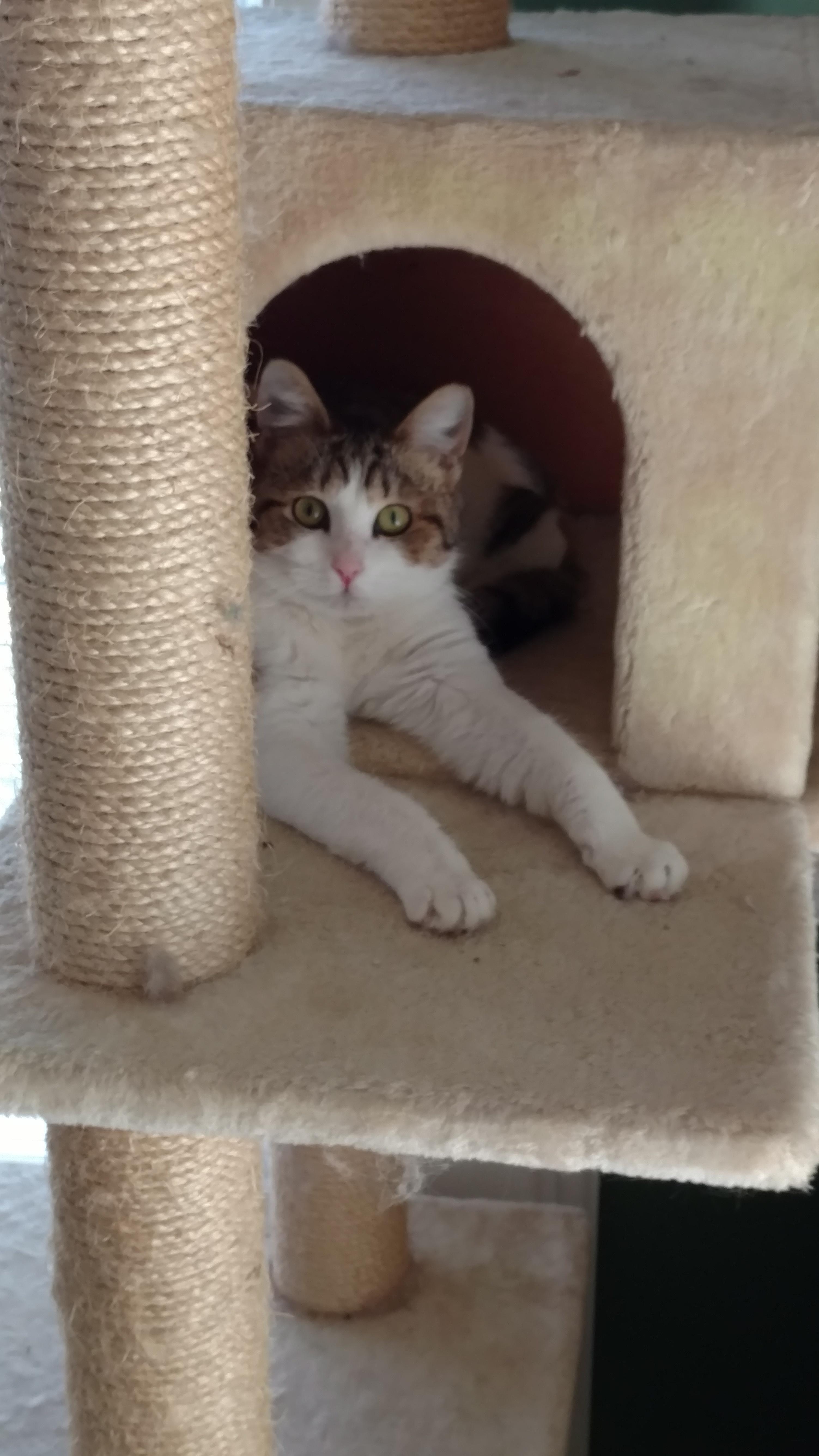 Enlarge Cammie, a Adoptable Domestic Short Hair in Clarksville, IN image 3/3