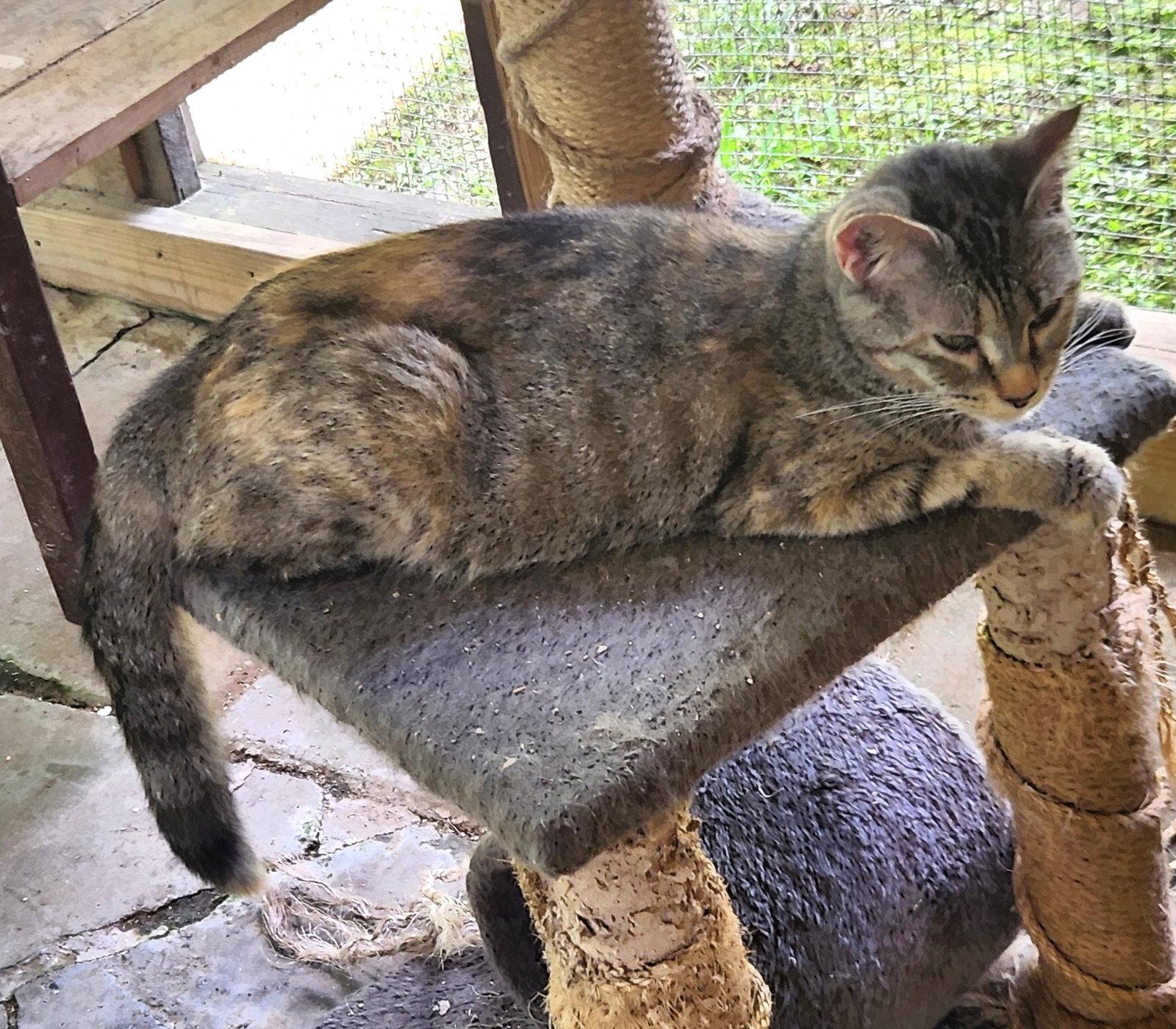 Rootbeer, Adoptable, Young Female Domestic Short Hair.