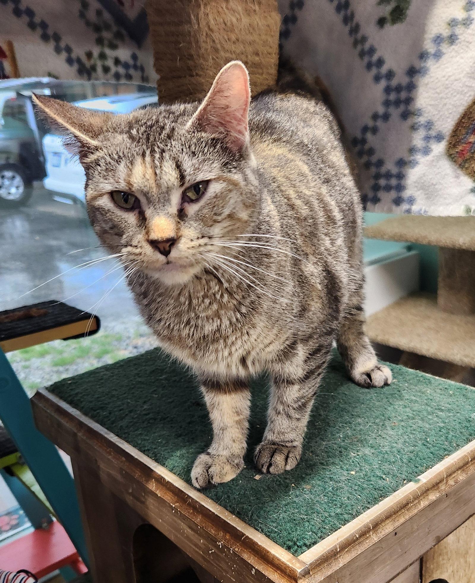 Enlarge Rootbeer, a Adoptable Domestic Short Hair in Crossville, TN image 2/3