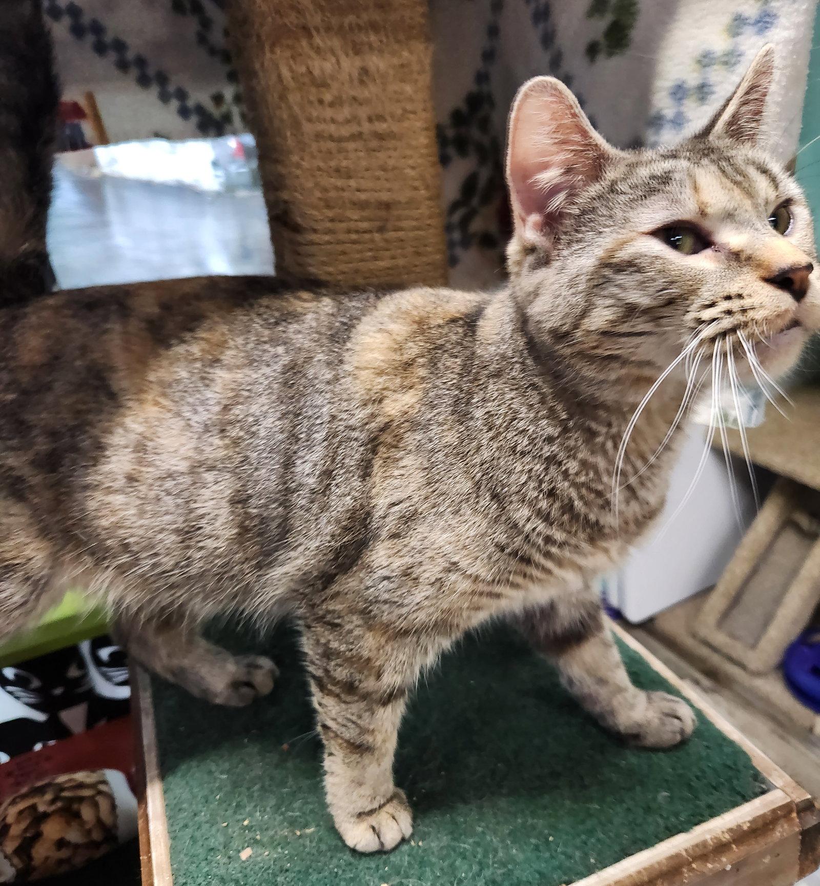 Enlarge Rootbeer, a Adoptable Domestic Short Hair in Crossville, TN image 3/3