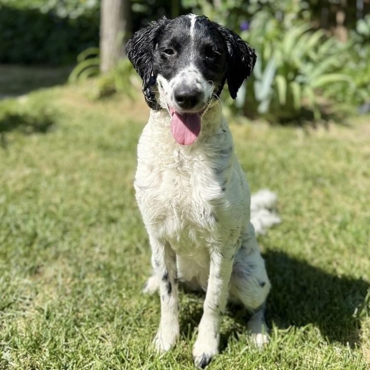 Pepper, Adoptable, Young Female Mixed Breed.