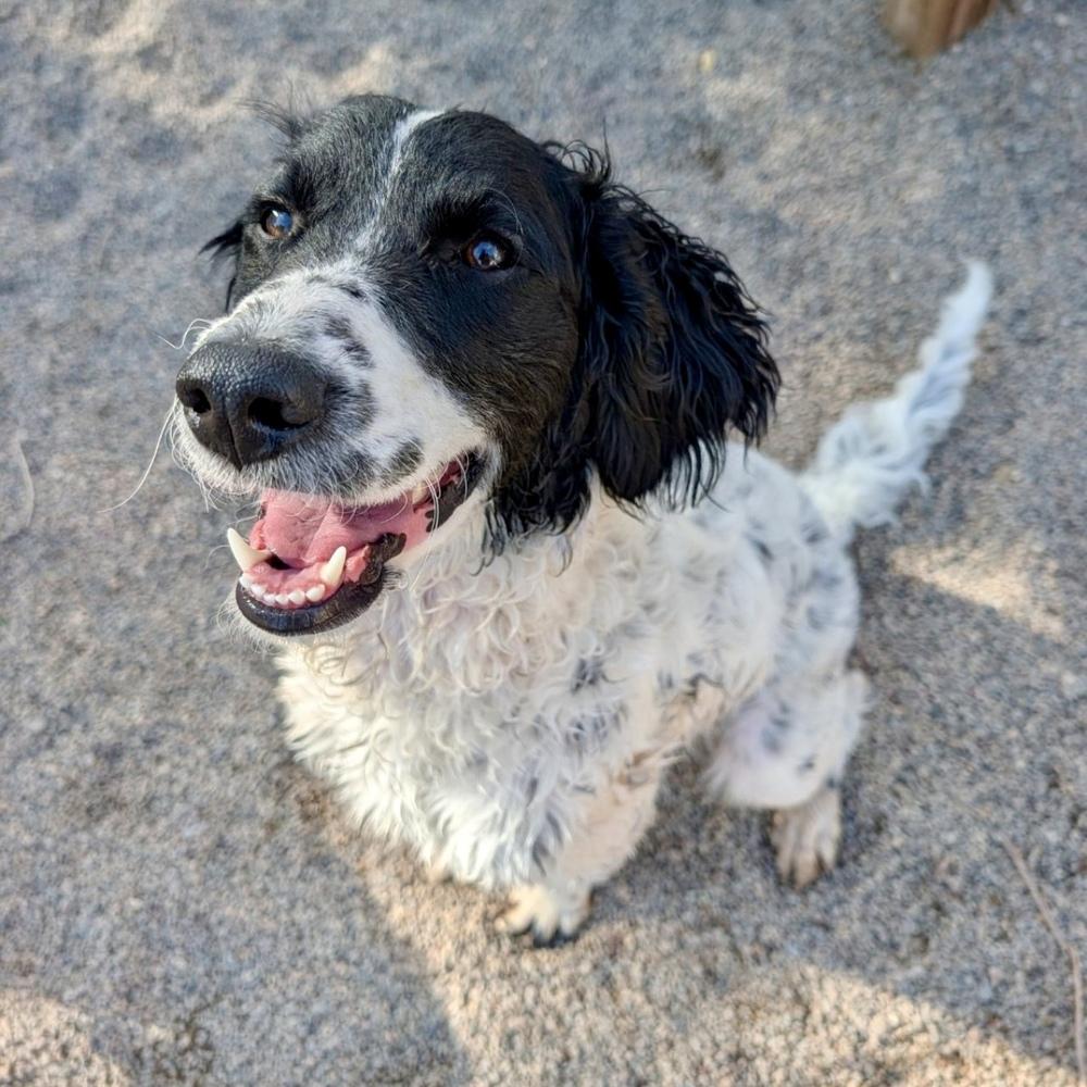 Enlarge Pepper, a Adoptable mixed breed in Hurricane, UT image 1/6