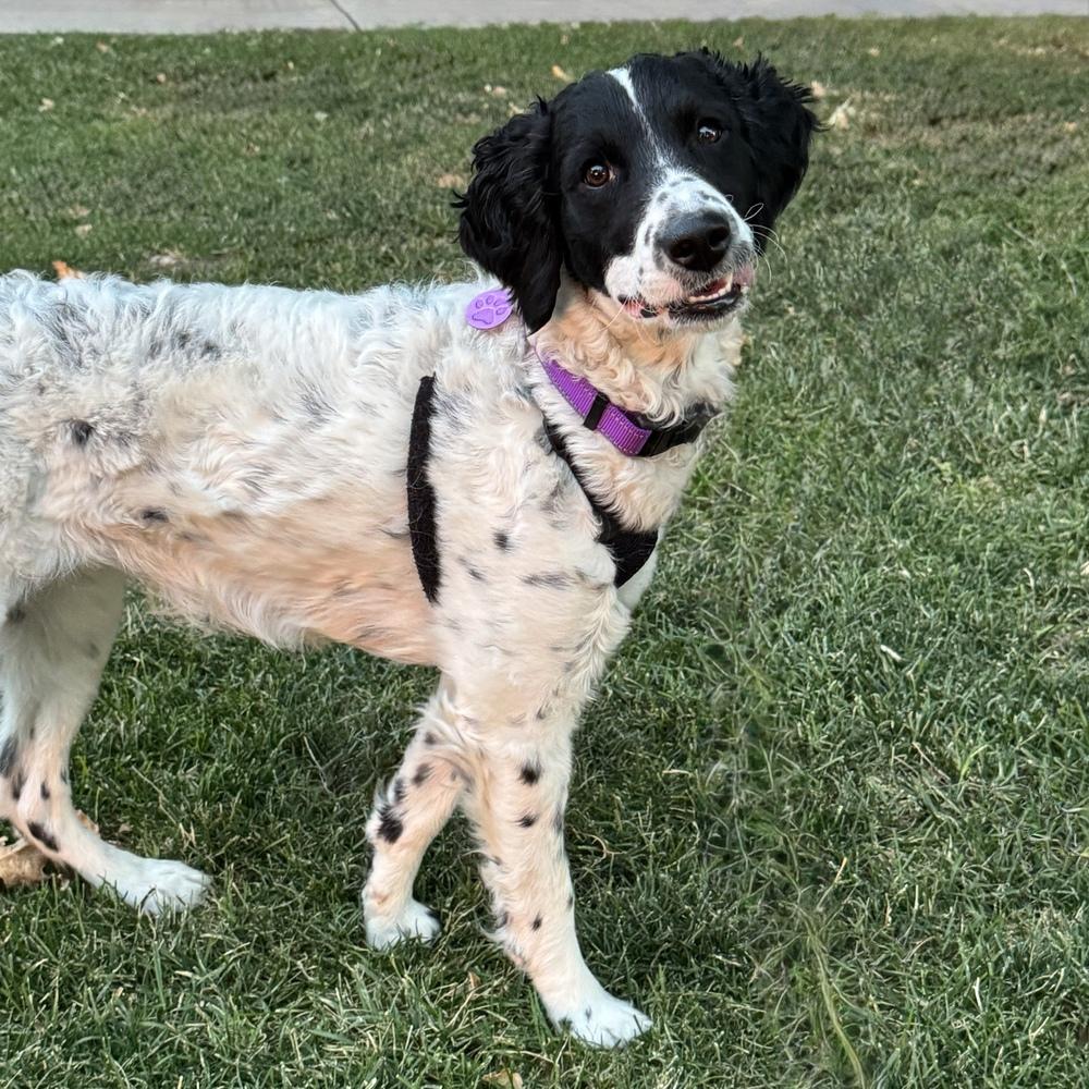 Pepper, a Adoptable mixed breed in Hurricane, UT image 3/5