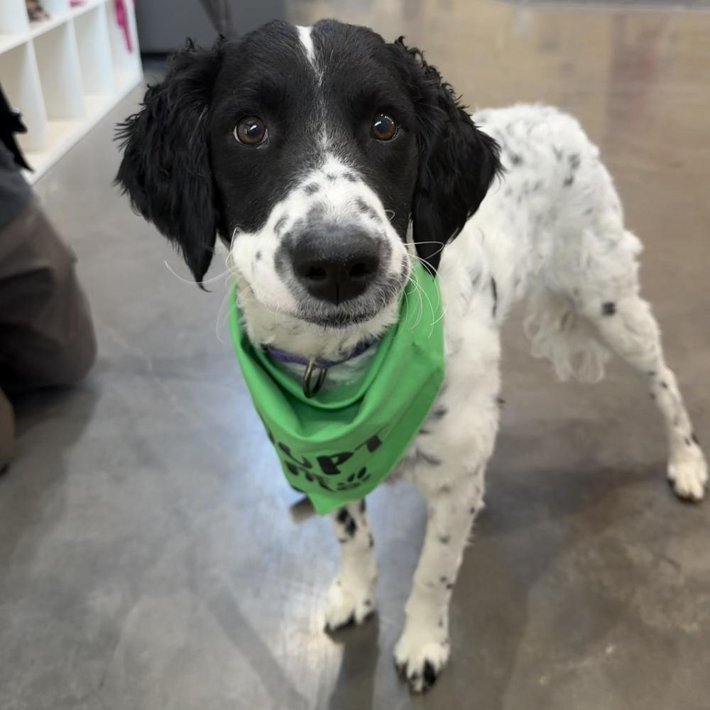 Pepper, a Adoptable mixed breed in Hurricane, UT image 2/5
