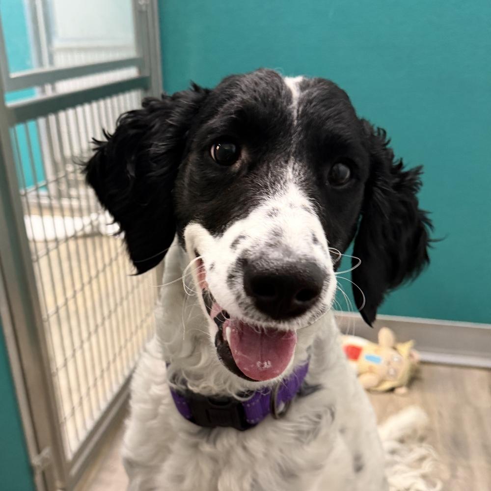 Pepper, a Adoptable mixed breed in Hurricane, UT image 5/5