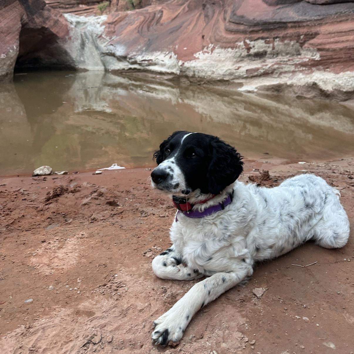 Enlarge Pepper, a Adoptable mixed breed in Hurricane, UT image 2/6