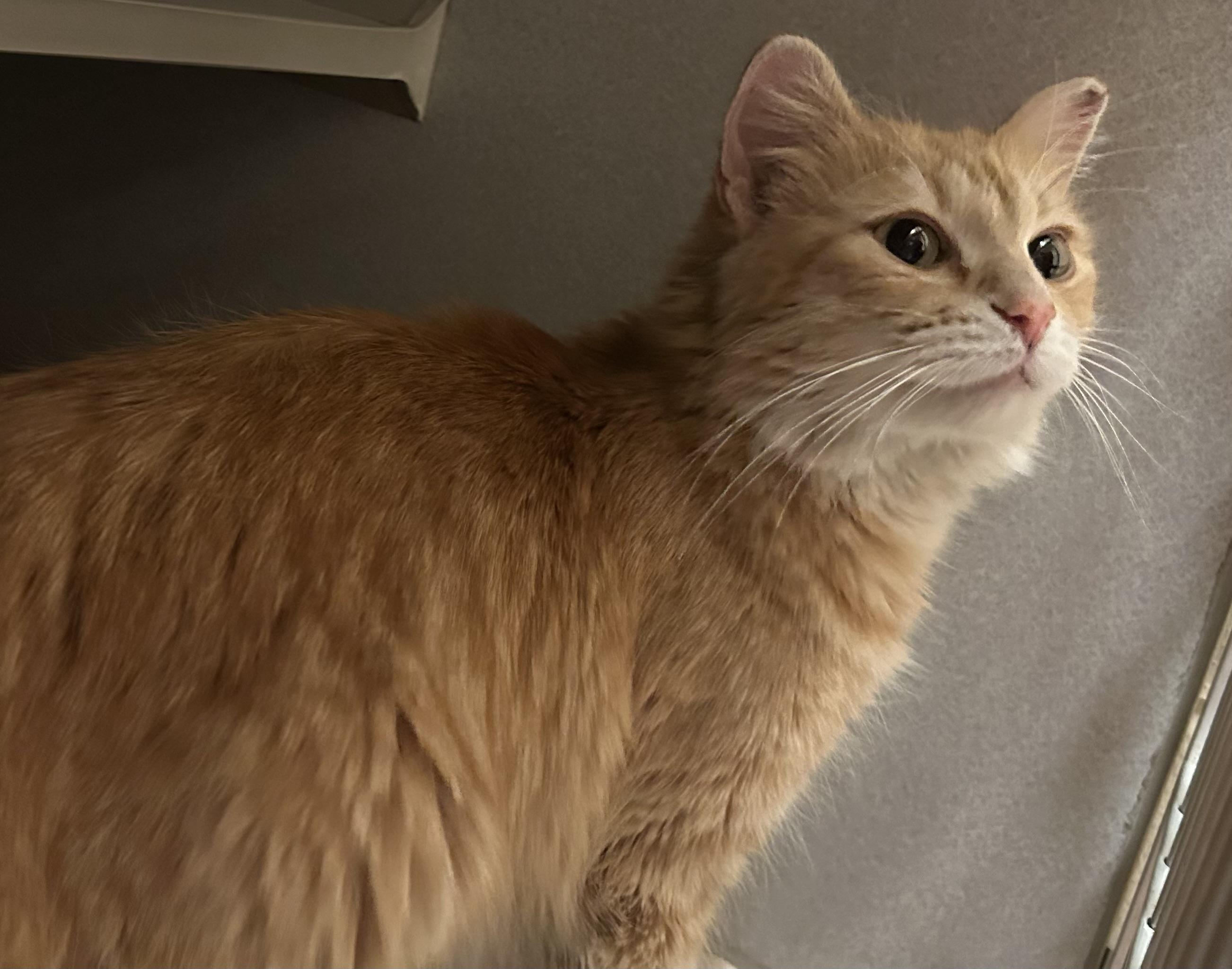 Enlarge Marigold, a ADOPTABLE Domestic Medium Hair in Mason City, IA image 1/1