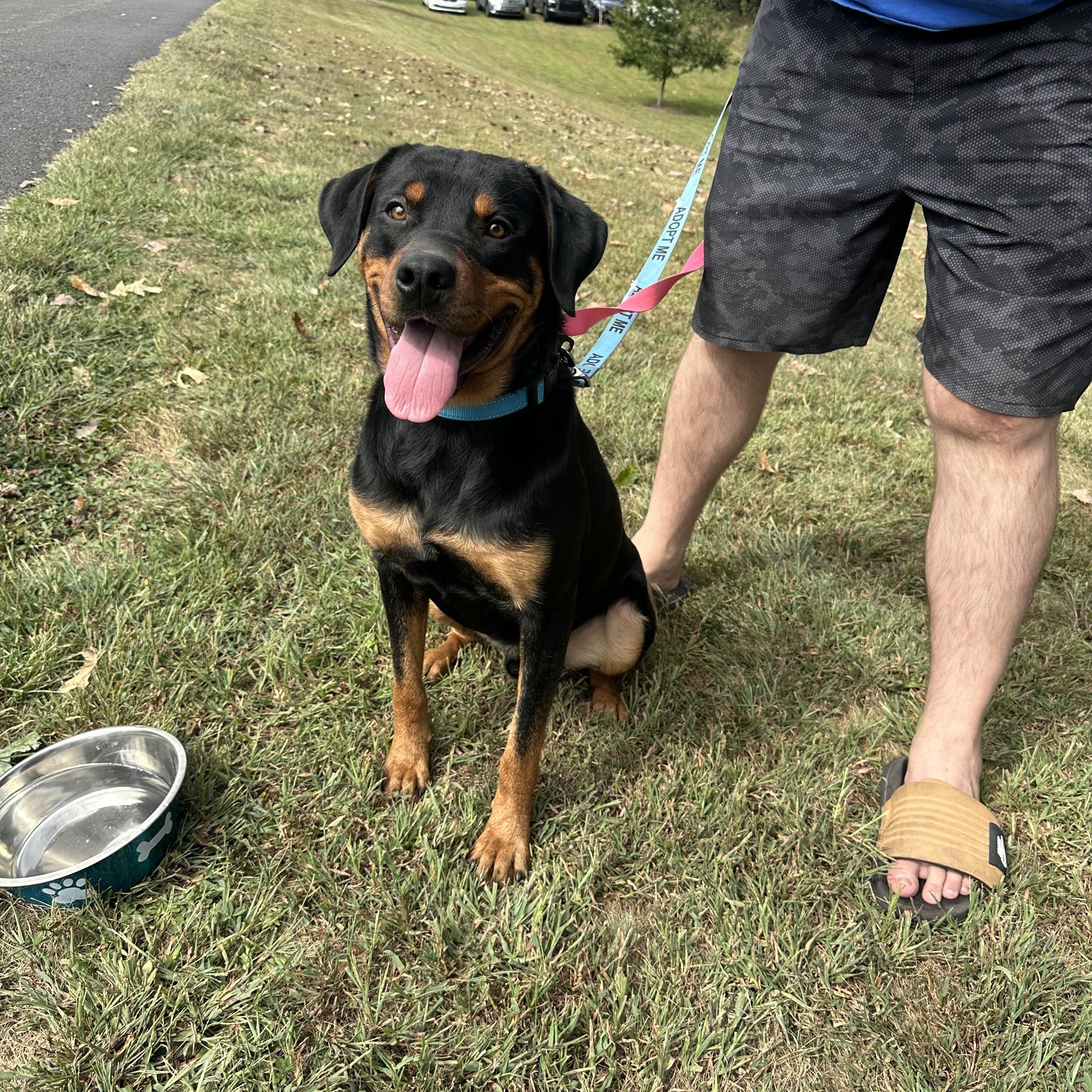 Abel, Adopted, Adult Male Rottweiler.