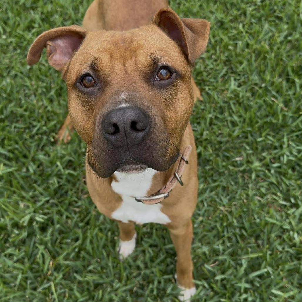 Copper, Adoptable, Adult Male Mixed Breed.