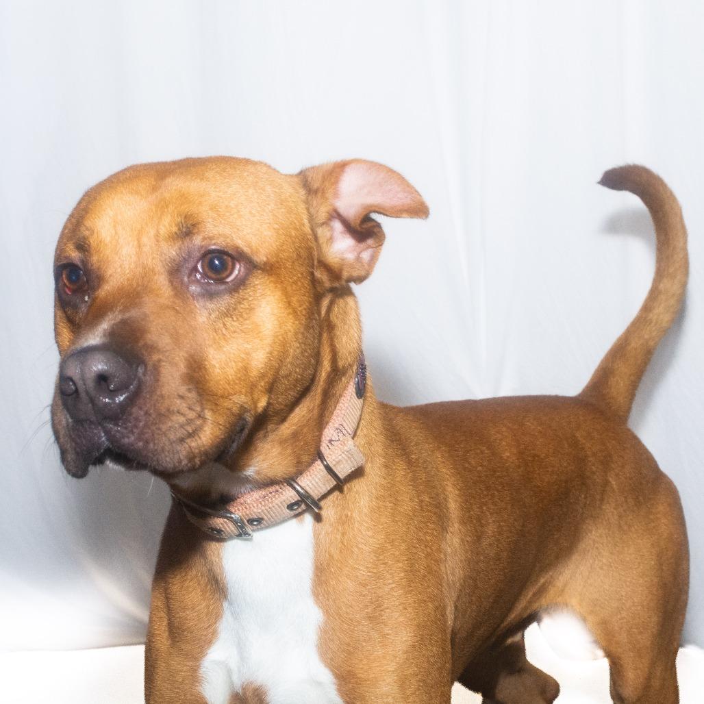 Enlarge Copper, a Adoptable Mixed Breed in Dickinson, TX image 2/6