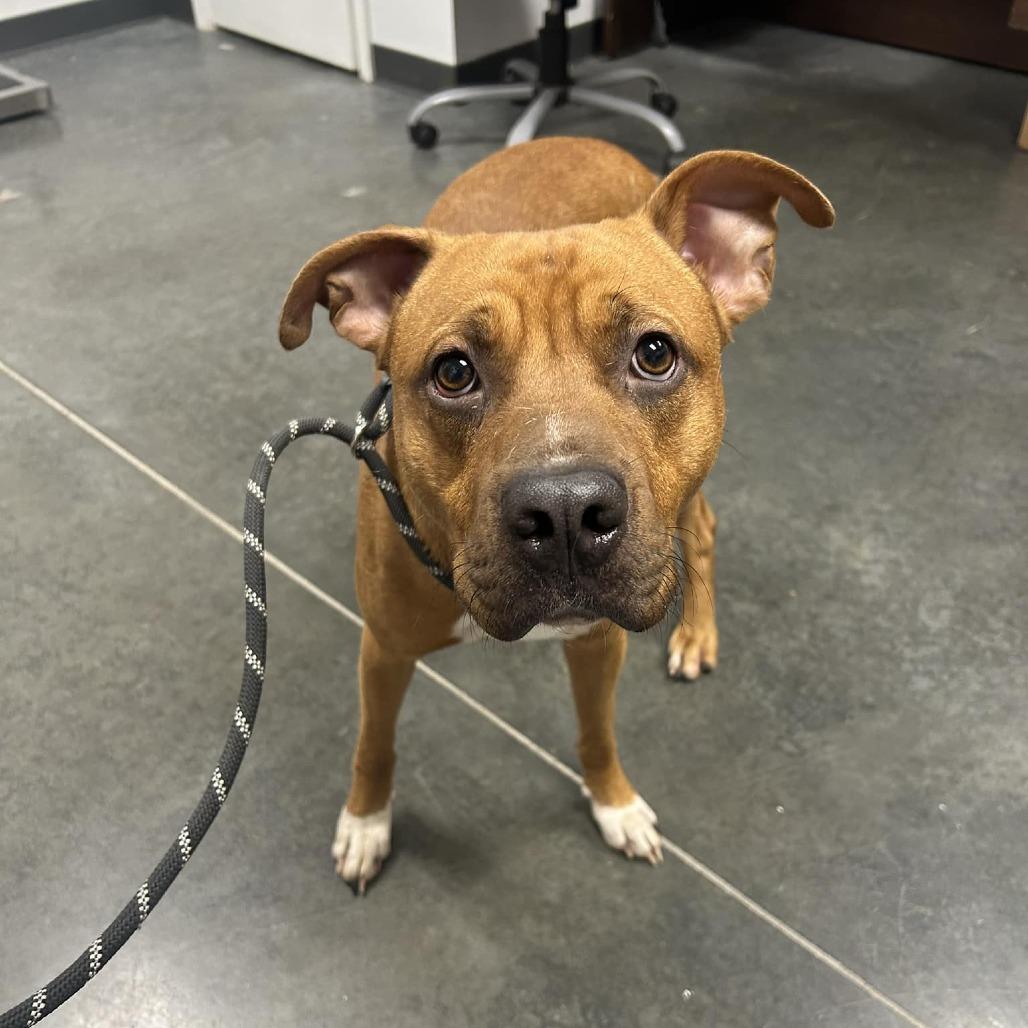 Copper, Adoptable, Adult Male Mixed Breed.