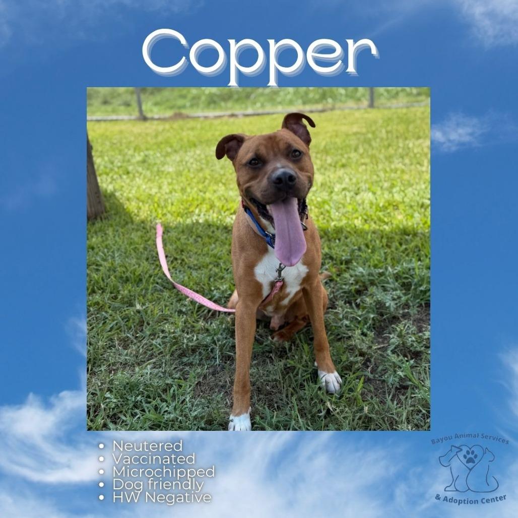 Enlarge Copper, a Adoptable Mixed Breed in Dickinson, TX image 2/6