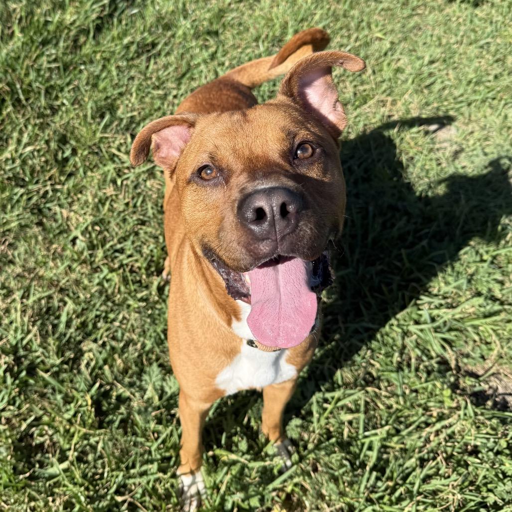 Enlarge Copper, a Adoptable Mixed Breed in Dickinson, TX image 4/6