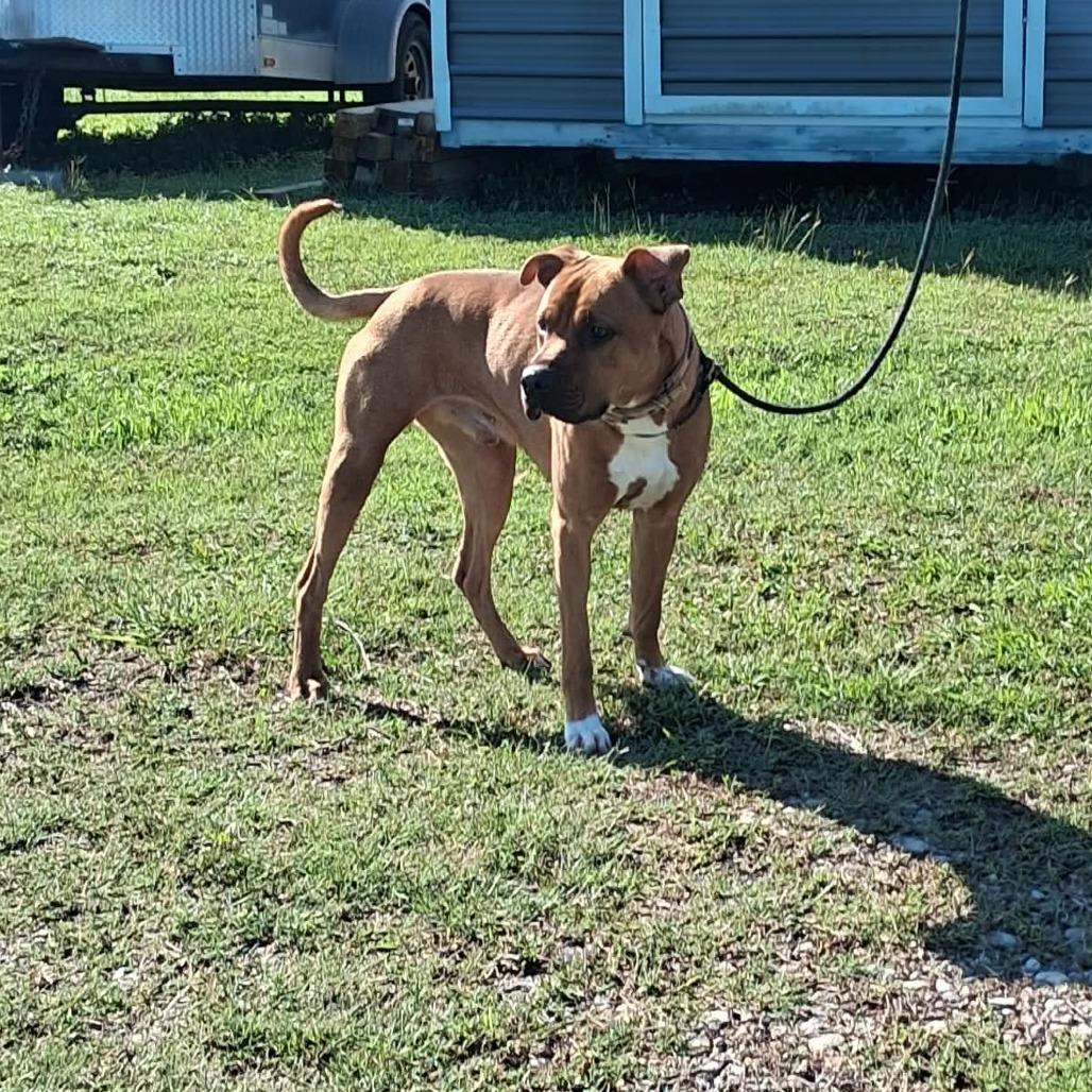 Enlarge Copper, a Adoptable Mixed Breed in Dickinson, TX image 2/2
