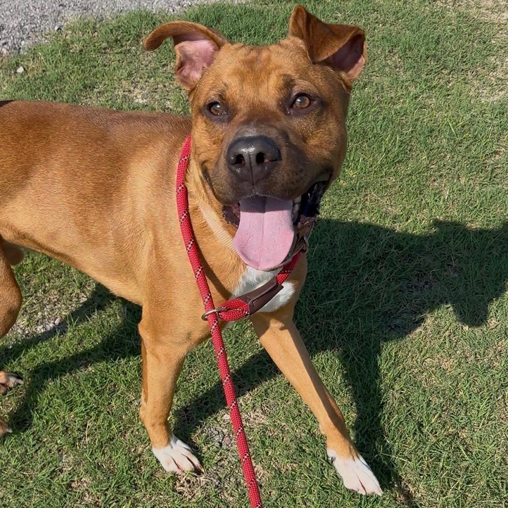 Enlarge Copper, a Adoptable Mixed Breed in Dickinson, TX image 5/6